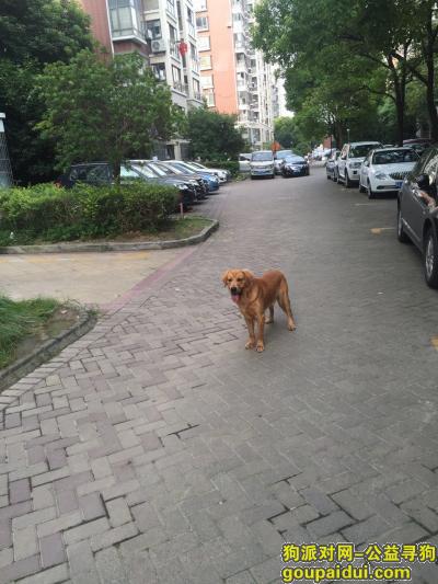 【上海找狗】，上海松江区闵行区交界寻找金毛，它是一只非常可爱的宠物狗狗，希望它早日回家，不要变成流浪狗。