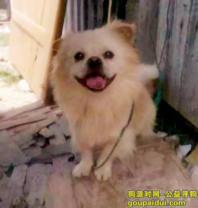 泉州找狗，这是我的希望，希望热心的石圳朋友们能伸出援助之手，谢谢你们！，它是一只非常可爱的宠物狗狗，希望它早日回家，不要变成流浪狗。