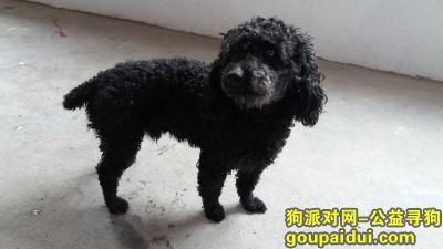 【北京捡到狗】，本人捡到黑色泰迪一只，它是一只非常可爱的宠物狗狗，希望它早日回家，不要变成流浪狗。
