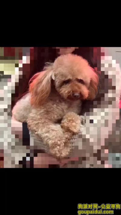 西安市建工路阳光小区附近走失 小型泰迪犬一只 耳朵毛长 浅香槟色 鼻子颜色也比黑色要浅，它是一只非常可爱的宠物狗狗，希望它早日回家，不要变成流浪狗。