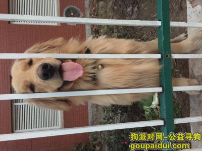 宁波北仑华太家园附近丢失一只公金毛，它是一只非常可爱的宠物狗狗，希望它早日回家，不要变成流浪狗。