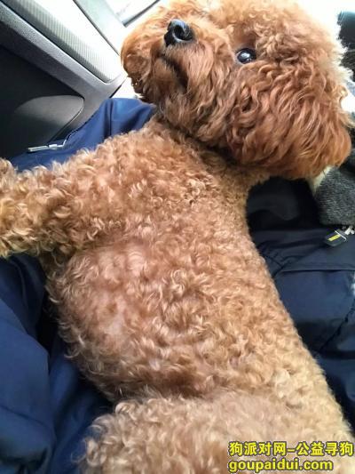 【郑州找狗】，棕色泰迪犬，右脚有伤着地不利索，它是一只非常可爱的宠物狗狗，希望它早日回家，不要变成流浪狗。