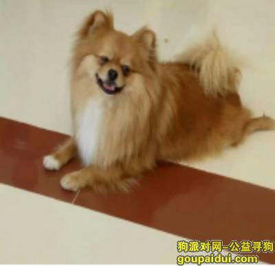 寻狗，广州市越秀区文明路寻找博美犬，它是一只非常可爱的宠物狗狗，希望它早日回家，不要变成流浪狗。