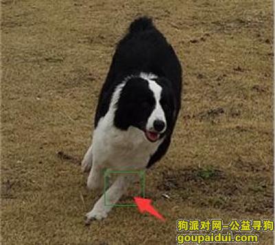 急急急，现金重谢寻爱犬黑白色边牧 于杭州下沙七格小区附近走失，它是一只非常可爱的宠物狗狗，希望它早日回家，不要变成流浪狗。