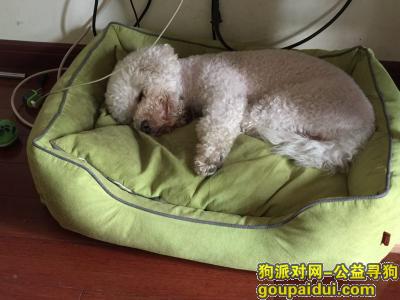 【南京找狗】，南京 玄武区后宰门菜场酬谢六千元寻找比熊犬，它是一只非常可爱的宠物狗狗，希望它早日回家，不要变成流浪狗。