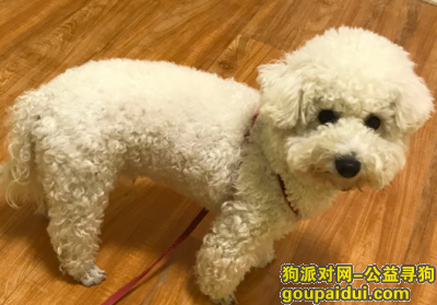寻荆州市藕池镇走失公比熊，它是一只非常可爱的宠物狗狗，希望它早日回家，不要变成流浪狗。