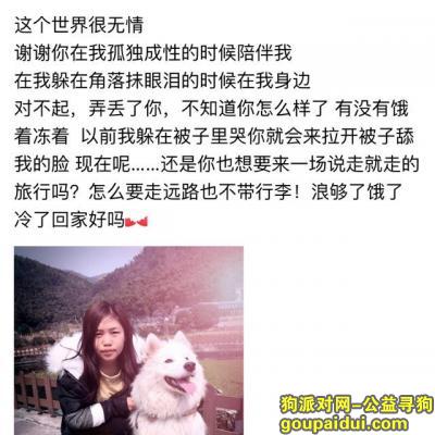 宁波丢狗，宁波九龙湖风景区走失爱犬萨摩，它是一只非常可爱的宠物狗狗，希望它早日回家，不要变成流浪狗。