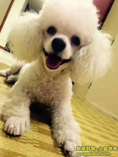 【青岛找狗】，青岛李村公园丢失爱犬！！重谢！！，它是一只非常可爱的宠物狗狗，希望它早日回家，不要变成流浪狗。