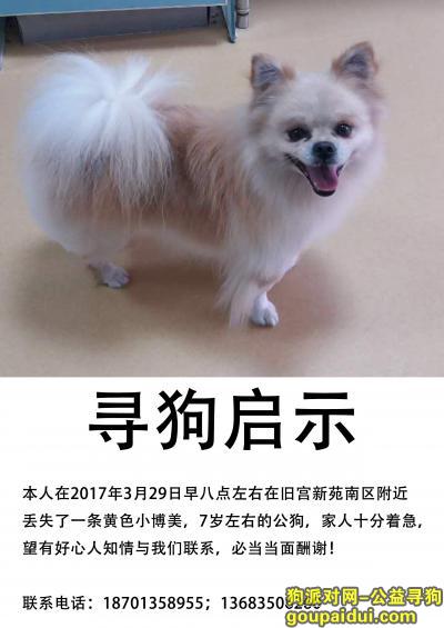 【北京找狗】，北京市大兴区旧宫镇旧宫新苑南区附近丢失，它是一只非常可爱的宠物狗狗，希望它早日回家，不要变成流浪狗。