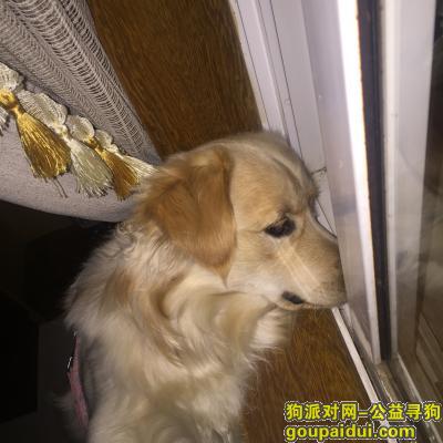 安庆寻狗网，爱狗遗失望好心人帮忙，它是一只非常可爱的宠物狗狗，希望它早日回家，不要变成流浪狗。