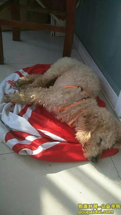 宿州泗县 找爱犬乐乐，它是一只非常可爱的宠物狗狗，希望它早日回家，不要变成流浪狗。