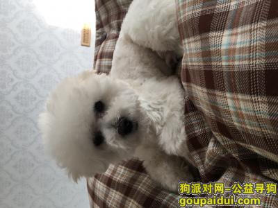 寻找爱犬，在蚌埠淮上区明珠广场走失，它是一只非常可爱的宠物狗狗，希望它早日回家，不要变成流浪狗。