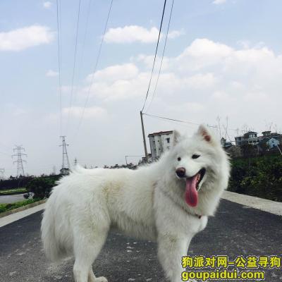 【杭州找狗】，杭州萧山区瓜沥镇众安村酬谢两千元寻找萨摩，它是一只非常可爱的宠物狗狗，希望它早日回家，不要变成流浪狗。