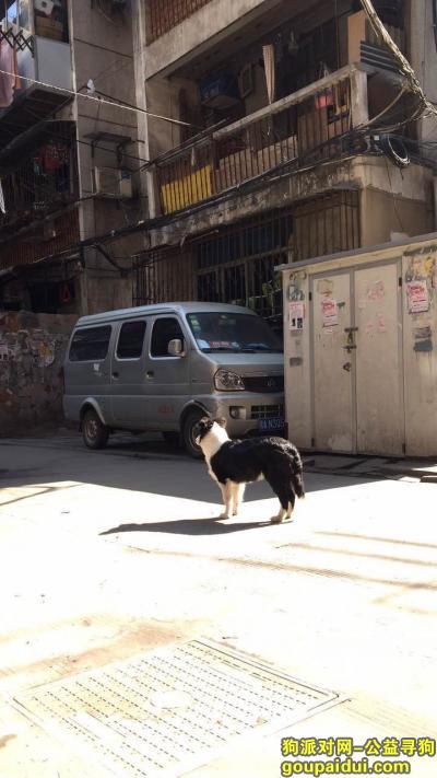 【武汉找狗】，寻狗启示 家有一只黑白边境牧羊犬于2017年3月31号早上九点左右 在武汉市硚口区宝丰街道营房南村，从家里跑出去，就没有回来，狗才不到七个月大，很贪玩，（狗特征是脖子有一块黑色的毛，腿上有轻微皮肤病，公狗，三十斤不到）看到爱犬，请联系电话：13296606995、 提供线索者，也给予重谢！，它是一只非常可爱的宠物狗狗，希望它早日回家，不要变成流浪狗。