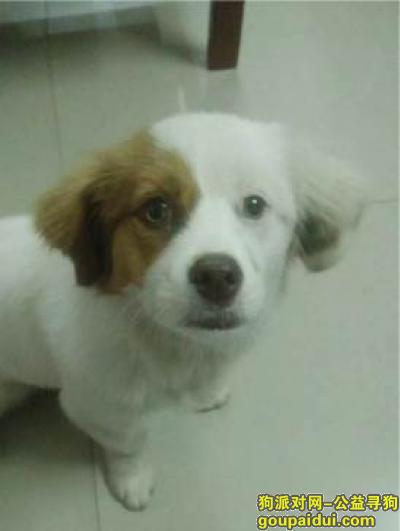 【广州找狗】，寻找狗狗，眼睛的毛色是不一样。，它是一只非常可爱的宠物狗狗，希望它早日回家，不要变成流浪狗。