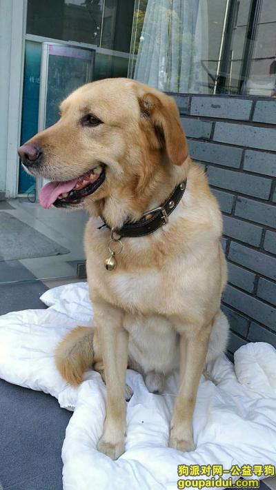寻找拉布拉多犬，3月31日晚嘉兴城北路东升路口走失，它是一只非常可爱的宠物狗狗，希望它早日回家，不要变成流浪狗。