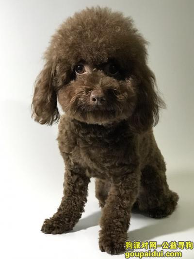 【上海找狗】，一万元寻找上海长桥六村丢失母的巧克力泰迪，它是一只非常可爱的宠物狗狗，希望它早日回家，不要变成流浪狗。