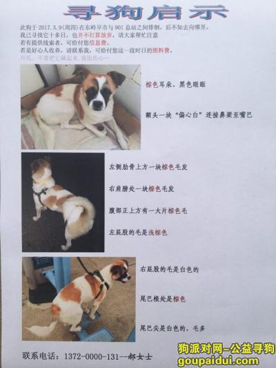 【北京找狗】，北京市房山区燕山东岭地段寻找爱犬，它是一只非常可爱的宠物狗狗，希望它早日回家，不要变成流浪狗。