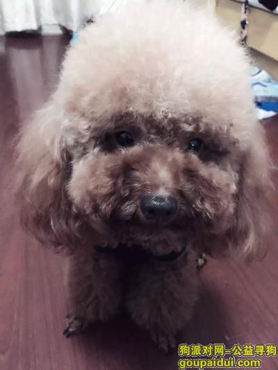 【台州找狗】，浙江台州仙居泰迪狗狗丢失重金酬谢，它是一只非常可爱的宠物狗狗，希望它早日回家，不要变成流浪狗。