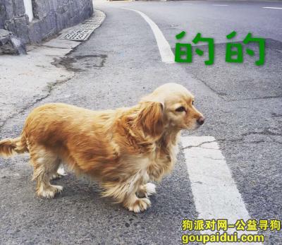 【青岛找狗】，17年3月31日走失爱犬“的的”，它是一只非常可爱的宠物狗狗，希望它早日回家，不要变成流浪狗。