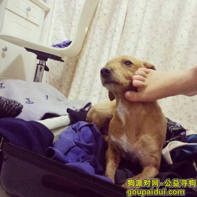 西安华南城寻找小狗多多，它是一只非常可爱的宠物狗狗，希望它早日回家，不要变成流浪狗。