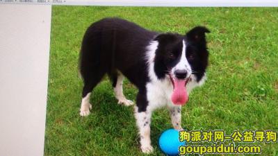 【北京找狗】，边牧于4月5日走失！，它是一只非常可爱的宠物狗狗，希望它早日回家，不要变成流浪狗。