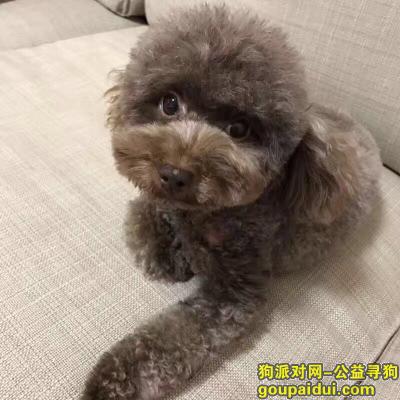 浦东东绣路中福公寓附近丢失巧克力泰迪，它是一只非常可爱的宠物狗狗，希望它早日回家，不要变成流浪狗。