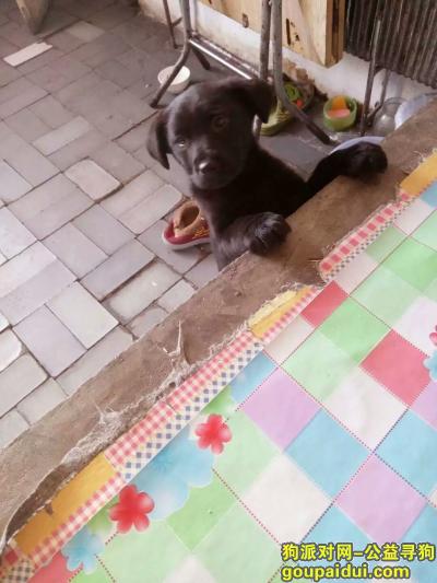 黑色拉布拉多 名叫波比，它是一只非常可爱的宠物狗狗，希望它早日回家，不要变成流浪狗。