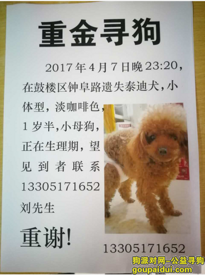 【南京找狗】，南京鼓楼区钟阜路重金寻找泰迪，它是一只非常可爱的宠物狗狗，希望它早日回家，不要变成流浪狗。