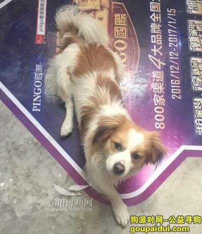 急!!!寻找在莆田红星美凯龙走失的狗狗（公），它是一只非常可爱的宠物狗狗，希望它早日回家，不要变成流浪狗。