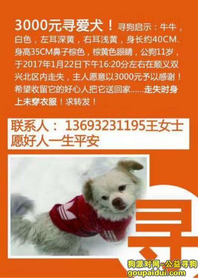 【北京找狗】，3000元寻找11岁狗狗。，它是一只非常可爱的宠物狗狗，希望它早日回家，不要变成流浪狗。