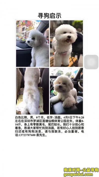 【深圳找狗】，寻找狗狗汤圆 2017年4月5日，它是一只非常可爱的宠物狗狗，希望它早日回家，不要变成流浪狗。