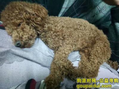 沧州寻狗启示，【黄骅】诚心重金寻狗，它是一只非常可爱的宠物狗狗，希望它早日回家，不要变成流浪狗。