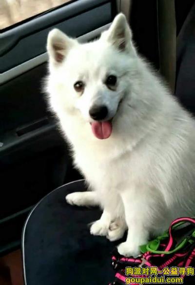 重金寻狗白色银狐犬不够详细吗，它是一只非常可爱的宠物狗狗，希望它早日回家，不要变成流浪狗。