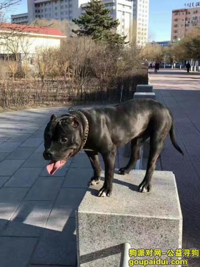 4月9日一蓝色棉袄男子行窃走一条恶霸犬，它是一只非常可爱的宠物狗狗，希望它早日回家，不要变成流浪狗。