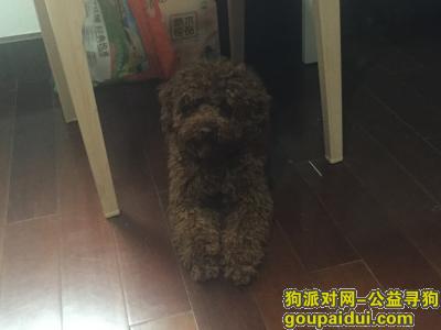 近日在上海城隍庙豫园附近捡到一只泰迪，它是一只非常可爱的宠物狗狗，希望它早日回家，不要变成流浪狗。