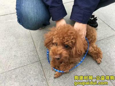 北京西二环捡到的，谁家的泰迪丢了，它是一只非常可爱的宠物狗狗，希望它早日回家，不要变成流浪狗。