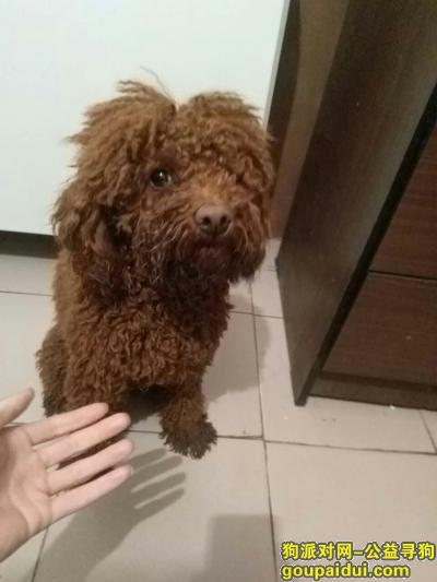 【北京找狗】，红棕色公泰迪，4月7号丢失于南高庄，它是一只非常可爱的宠物狗狗，希望它早日回家，不要变成流浪狗。