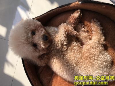 【上海找狗】，紧急求助：重酬寻爱宠泰迪犬“毛球”，它是一只非常可爱的宠物狗狗，希望它早日回家，不要变成流浪狗。