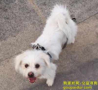 东莞长安镇星港城附近走丢，它是一只非常可爱的宠物狗狗，希望它早日回家，不要变成流浪狗。