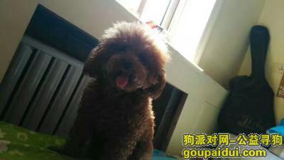 天津市南开区巡狗启示，它是一只非常可爱的宠物狗狗，希望它早日回家，不要变成流浪狗。