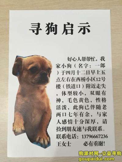 黑龙江省哈尔滨市寻狗启示，它是一只非常可爱的宠物狗狗，希望它早日回家，不要变成流浪狗。