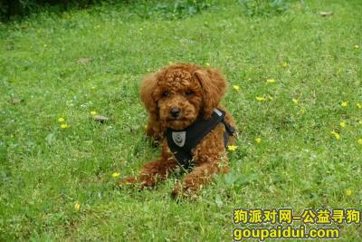 【南昌找狗】，南昌井冈山大道附近寻一只棕色泰迪，它是一只非常可爱的宠物狗狗，希望它早日回家，不要变成流浪狗。