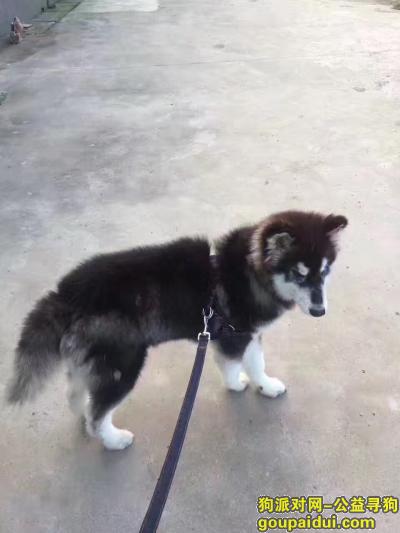 我们家的阿拉斯加走丢了，请帮忙找找，它是一只非常可爱的宠物狗狗，希望它早日回家，不要变成流浪狗。