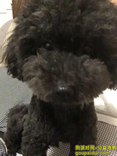 找狗，江苏徐州睢宁区紫金花城酬谢一万元寻找黑泰迪，它是一只非常可爱的宠物狗狗，希望它早日回家，不要变成流浪狗。