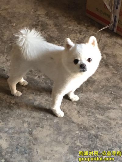 【郑州找狗】，在郑州荥阳市植物园西北角丢了一只白色小博美，它是一只非常可爱的宠物狗狗，希望它早日回家，不要变成流浪狗。