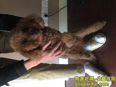 在杭州下城区东新路与德胜路交叉口捡到棕色泰迪公狗一只。，它是一只非常可爱的宠物狗狗，希望它早日回家，不要变成流浪狗。
