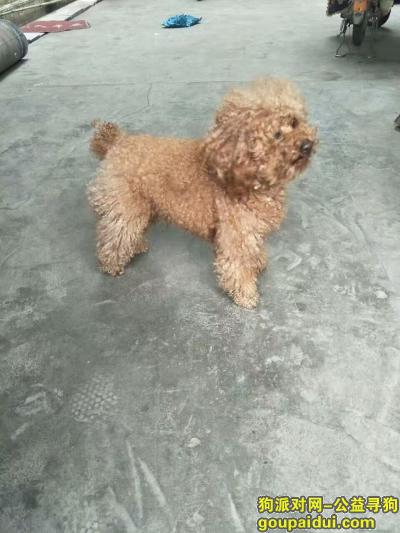 找狗，临沂市郯城县人民路丢失一只棕色泰迪，它是一只非常可爱的宠物狗狗，希望它早日回家，不要变成流浪狗。