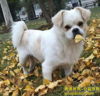 滁州寻狗，安徽滁州定远寻中华田园犬，它是一只非常可爱的宠物狗狗，希望它早日回家，不要变成流浪狗。