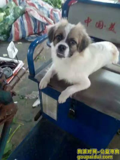 东莞赤岭绿杨鞋厂附近找狗，它是一只非常可爱的宠物狗狗，希望它早日回家，不要变成流浪狗。